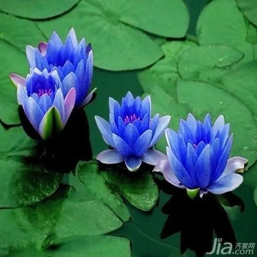 迷你睡莲怎么养 迷你睡莲种植方法