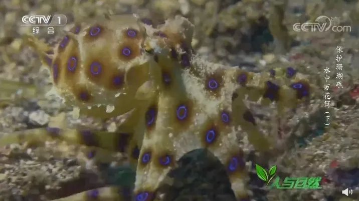 含有剧毒的蓝环章鱼 正在悄悄混入市场