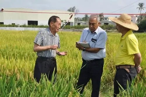 长沙种出2米2高巨型稻致敬袁老,会给中国粮食行业带来多大的贡献?