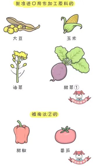 ”美国人不吃转基因食物”谁说的？他们吃得欢着呢！