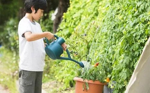 番茄种植技术大揭秘 西红柿浇水的正确方法