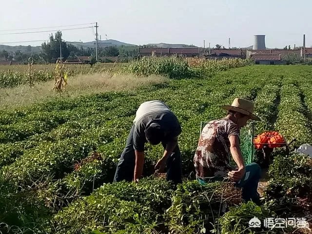 两亩花生地用收割机来收，120元/亩大家说划算吗？