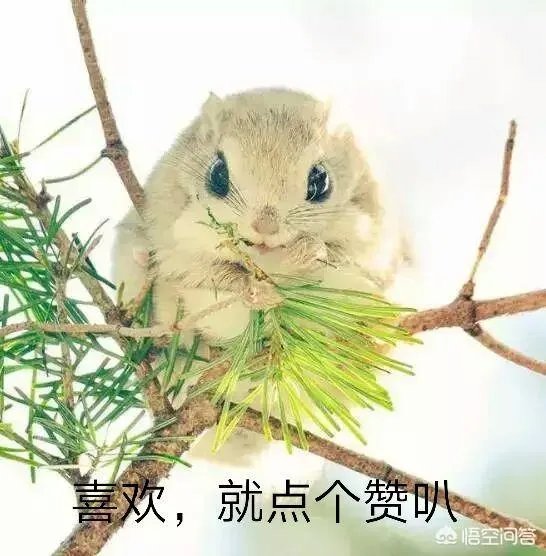 历年满分作文中,好像都有三毛的影子,如何才能把三毛写进作文呢?