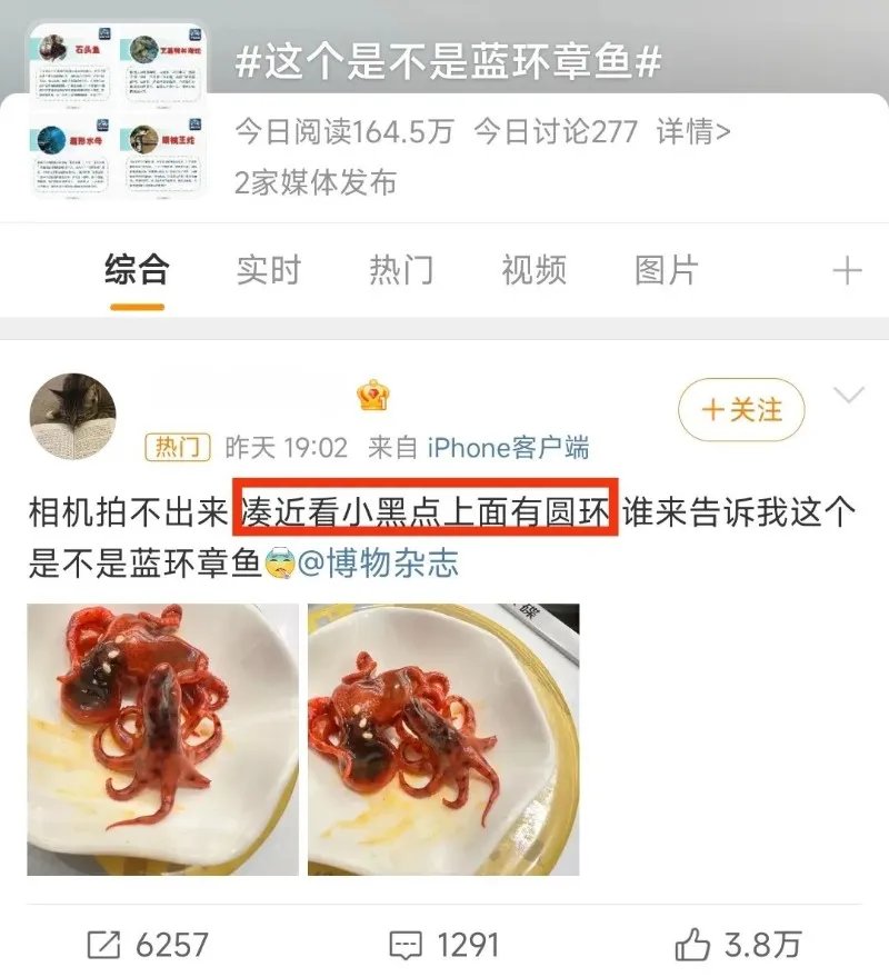 含有剧毒的蓝环章鱼 正在悄悄混入市场