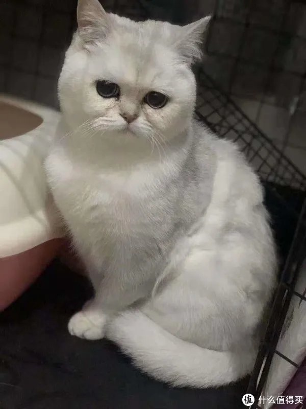 国产天然猫粮排行榜内容是真的吗?哪些品牌可信