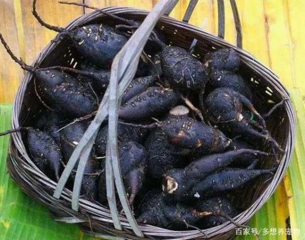 农村名叫“钻地老鼠”的植物有什么功效和作用?