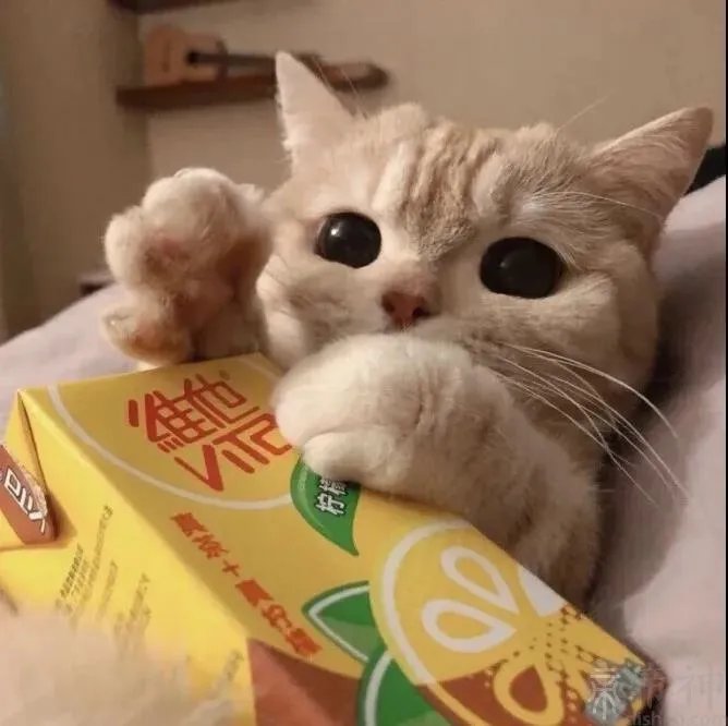 趣味性十足的个性搞笑宠物名字圆嘟嘟