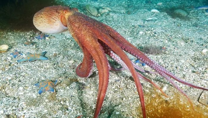 海洋生物有哪些