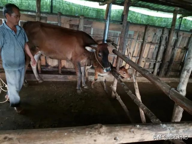 广西养殖什么最赚钱