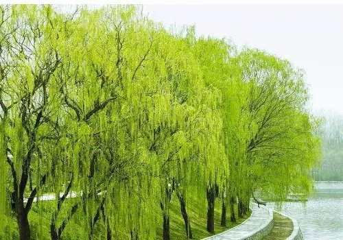 willow在英文里暗示