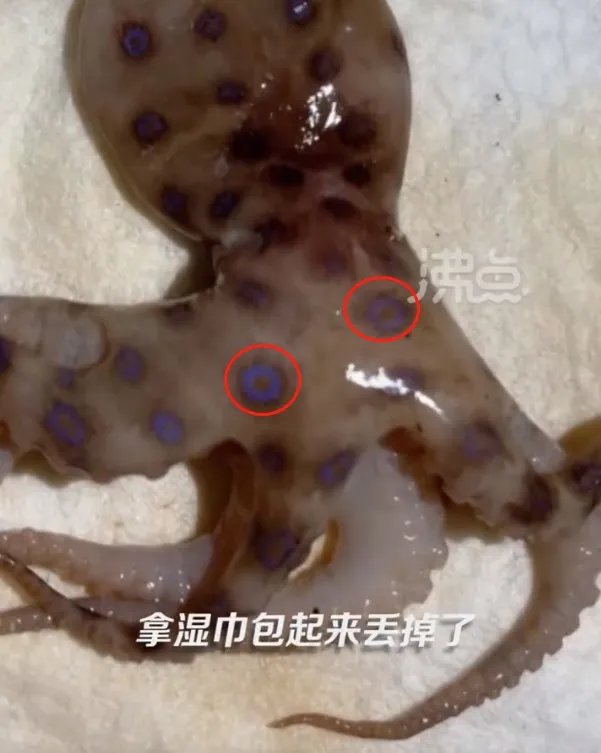 含有剧毒的蓝环章鱼 正在悄悄混入市场