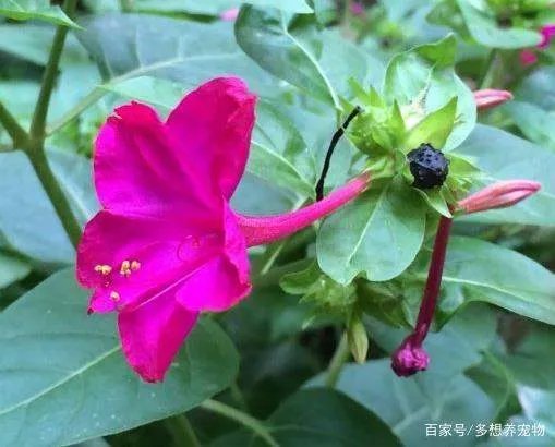 农村名叫“钻地老鼠”的植物有什么功效和作用?