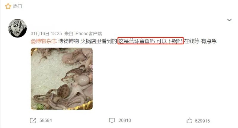 含有剧毒的蓝环章鱼 正在悄悄混入市场