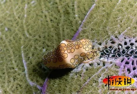 无奇不有：那些你从未见过十二种的神奇海洋生物