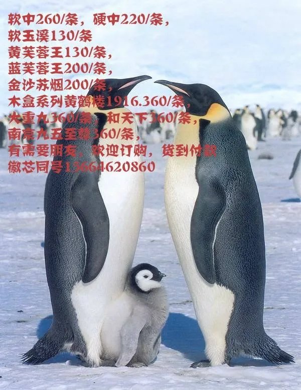 哪里可以查看云烟印象价格表和图片?