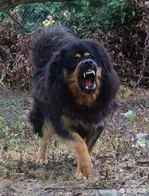 世界被禁养的十大猛犬，藏獒又能排的上第几呢？