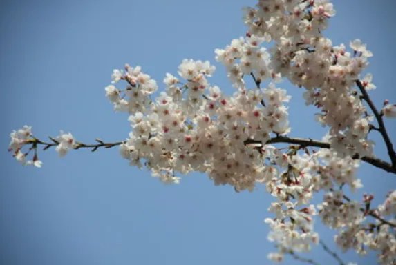 2019北京玉渊潭樱花节时间 2019玉渊潭樱花节门票价格