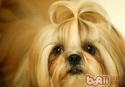 中国有哪些名犬？