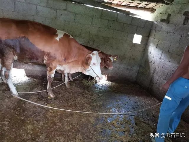 广西养殖什么最赚钱