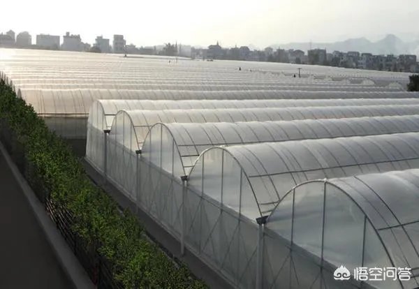 温室大棚的工作原理是什么?