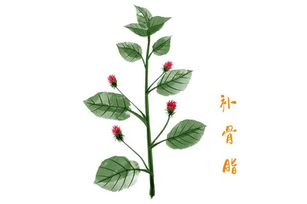 补骨脂的功效