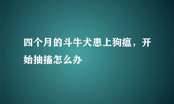 四个月的斗牛犬患上狗瘟，开始抽搐怎么办