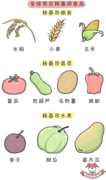 ”美国人不吃转基因食物”谁说的？他们吃得欢着呢！