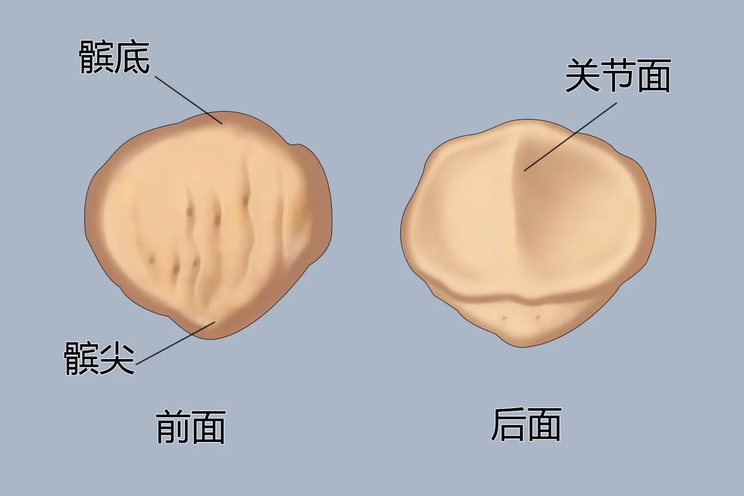 髌骨图片