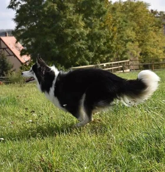金毛犬狂走100公里回家,人和狗的情谊究竟可以有多深厚?