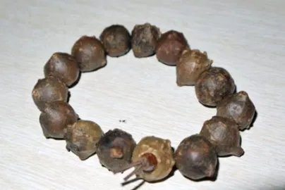 菩提子有哪些种类?菩提子种类大全图片介绍!
