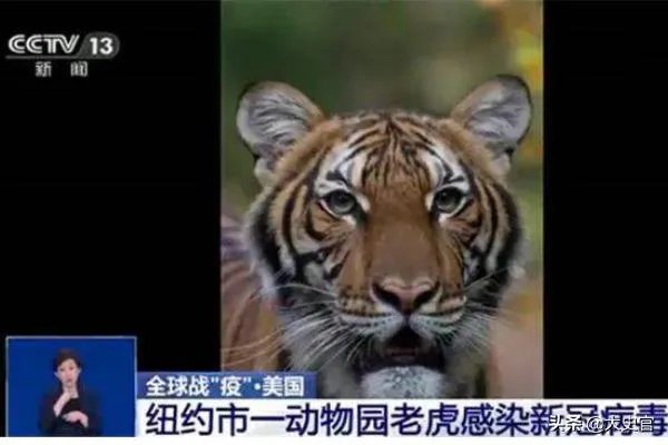 美国政府为什么要下令禁止研究蝙蝠?这是担心阴谋要暴露了吗?