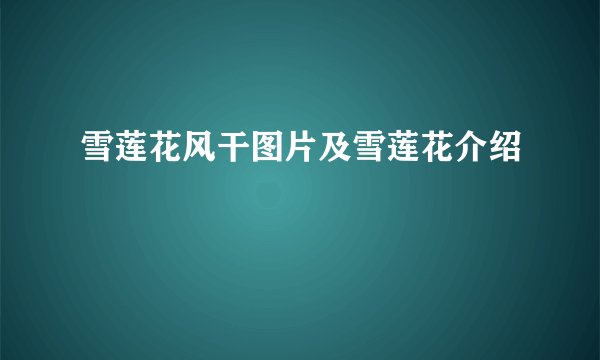 雪莲花风干图片及雪莲花介绍