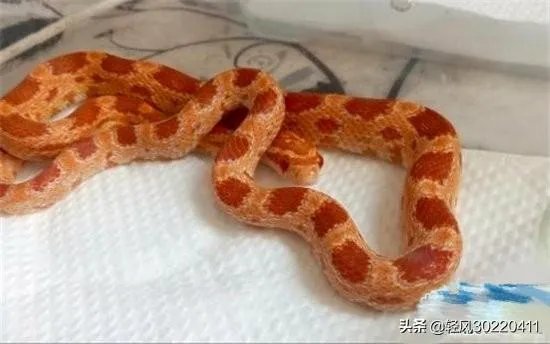 常见的十大无毒的蛇分别有哪些?