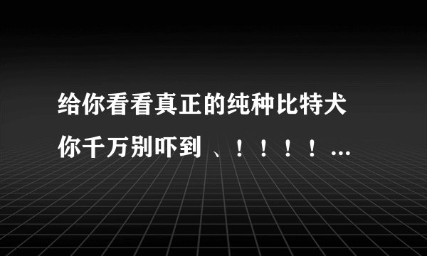 给你看看真正的纯种比特犬 你千万别吓到 、！！！！下面是图片
