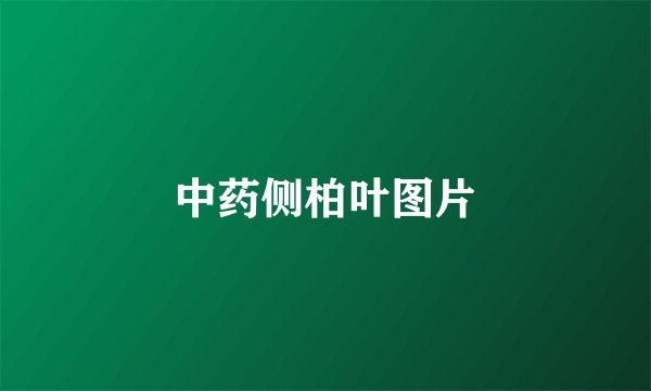 中药侧柏叶图片