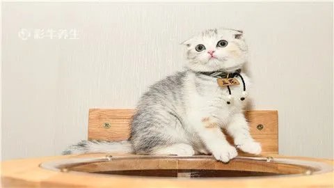 猫抓了一下出了点血要打疫苗吗