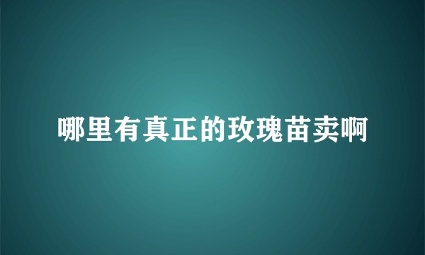 哪里有真正的玫瑰苗卖啊