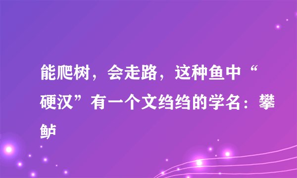 能爬树，会走路，这种鱼中“硬汉”有一个文绉绉的学名：攀鲈