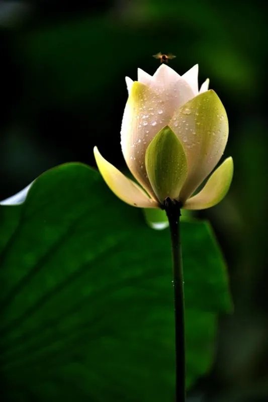 好看的花图片