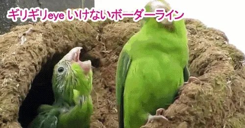 ギリギリ愛~ キリキリ舞~这首歌有毒 千万不要听!
