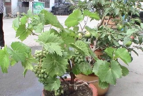 果树盆景有哪些特点  盆栽果树有哪些