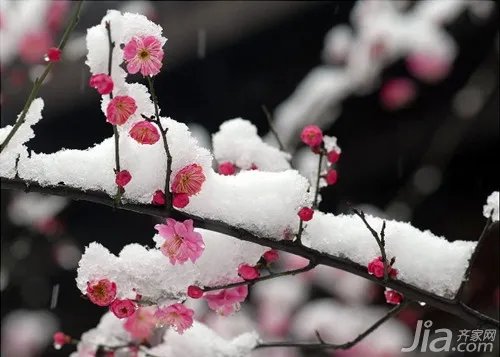 梅花的象征意义是什么 梅花的特点