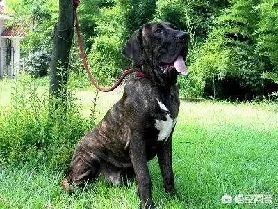 世界被禁养的十大猛犬，藏獒又能排的上第几呢？