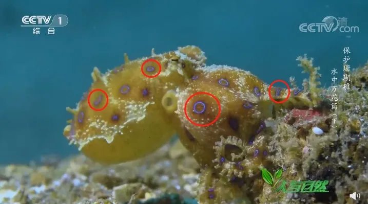 含有剧毒的蓝环章鱼 正在悄悄混入市场