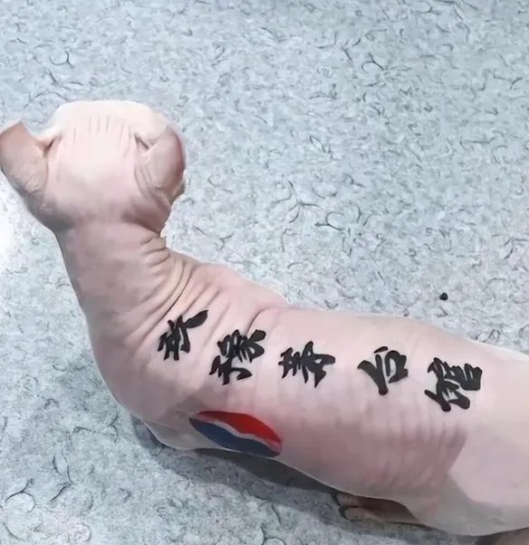 男子给猫纹身遭到网暴 网友:故意博眼球还涉嫌虐猫