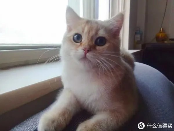 国产天然猫粮排行榜内容是真的吗?哪些品牌可信
