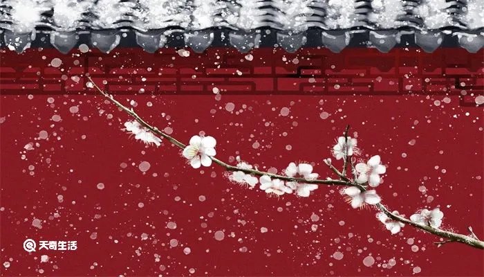 遥知不是雪为有暗香来是什么植物
