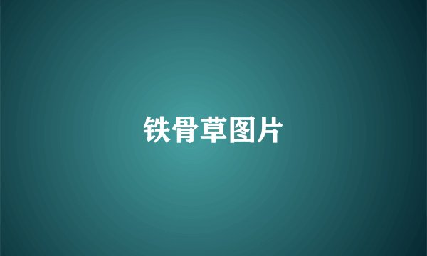 铁骨草图片