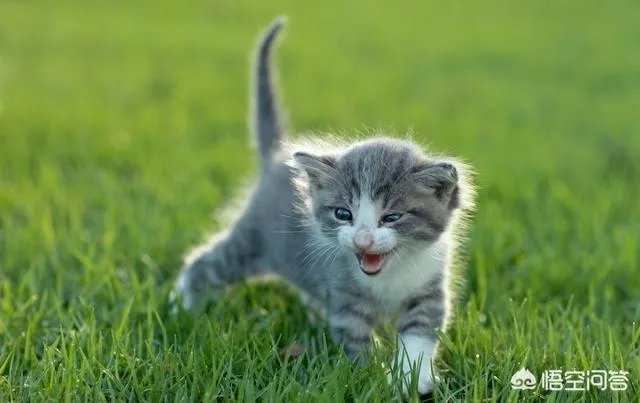 有哪些猫咪领养的网站或App可以推荐?