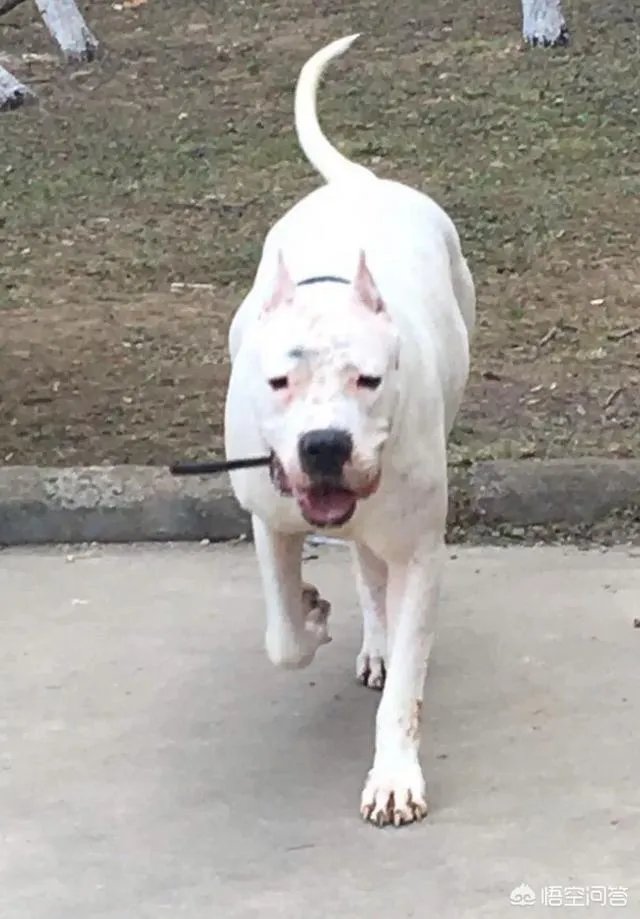 世界被禁养的十大猛犬，藏獒又能排的上第几呢？